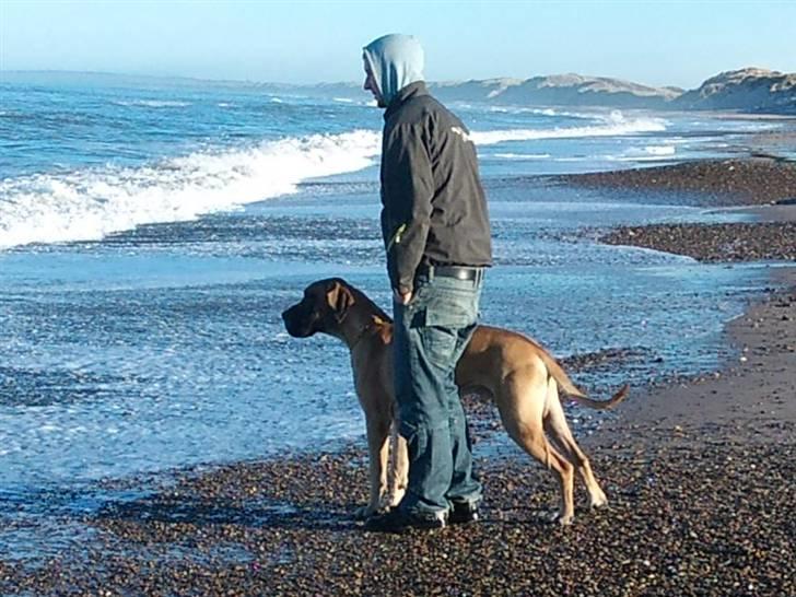 Grand danois Carlo billede 18