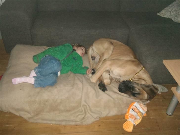 Grand danois Carlo billede 19