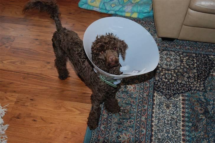 Mellempuddel Baylie billede 7