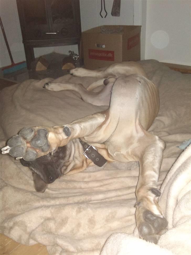 Grand danois Carlo billede 20