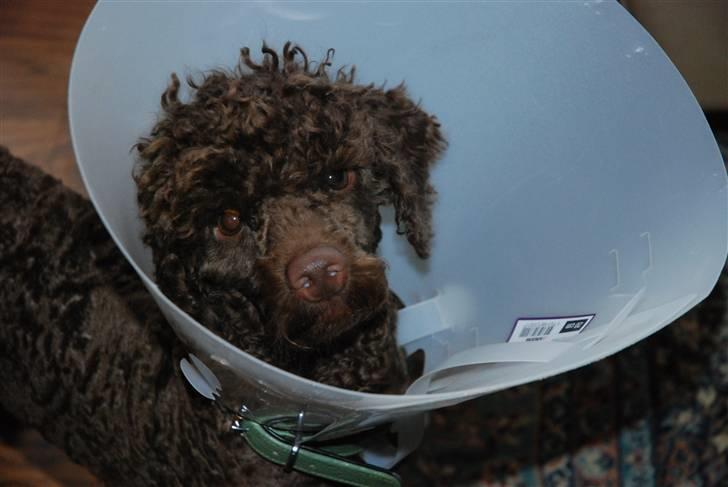 Mellempuddel Baylie billede 8