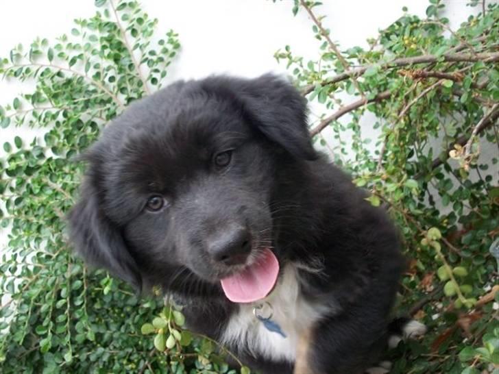 Blanding af racer Tobey - Tobey 8 uger gammel og er lige kommet hjem :)  billede 3