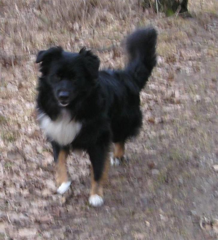 Blanding af racer Tobey billede 5