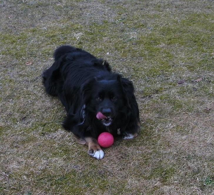 Blanding af racer Tobey billede 6