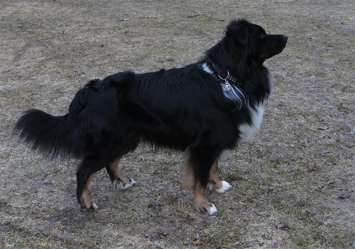 Blanding af racer Tobey billede 8