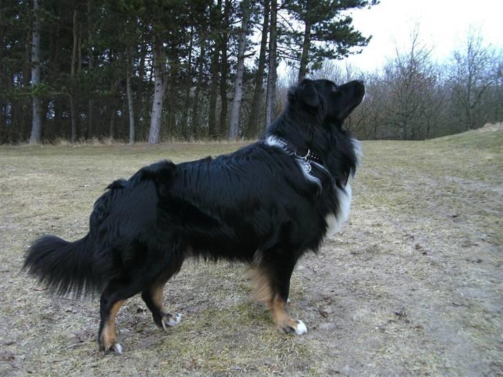 Blanding af racer Tobey billede 10