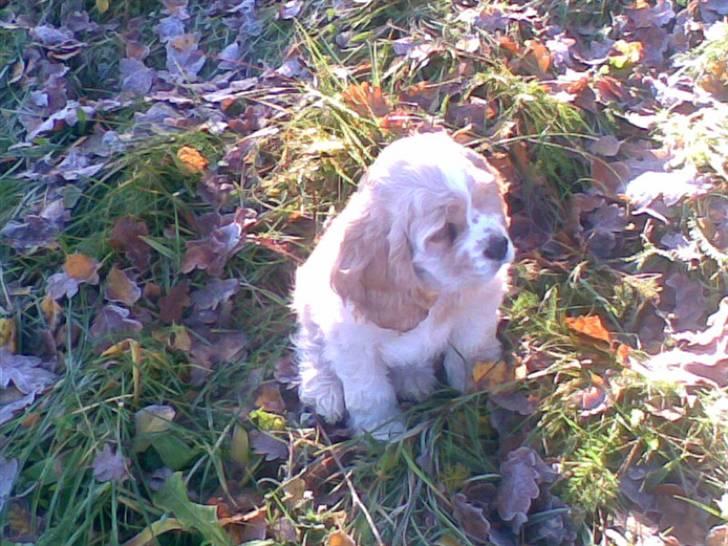 Amerikansk cocker spaniel walde billede 10