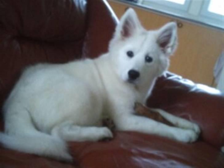 Samojedhund lady billede 1