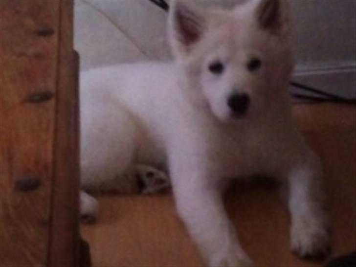 Samojedhund lady billede 2