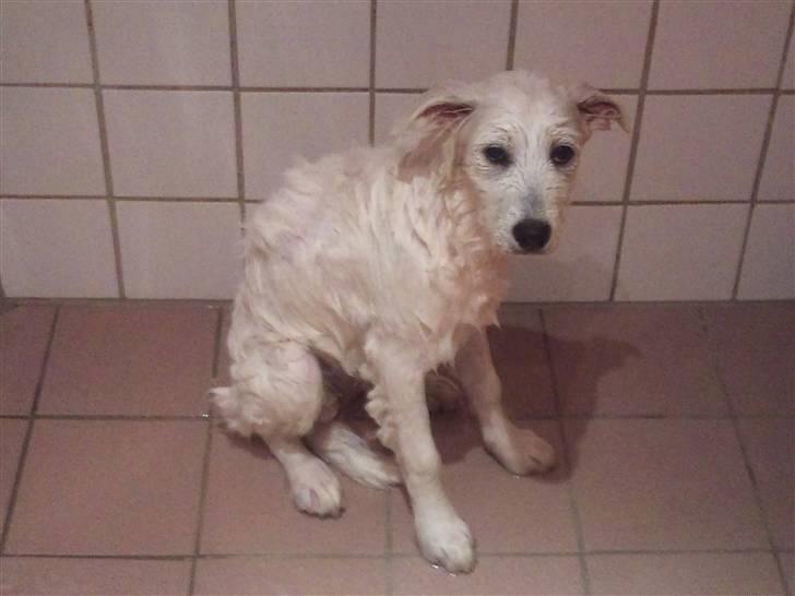 Samojedhund lady billede 3