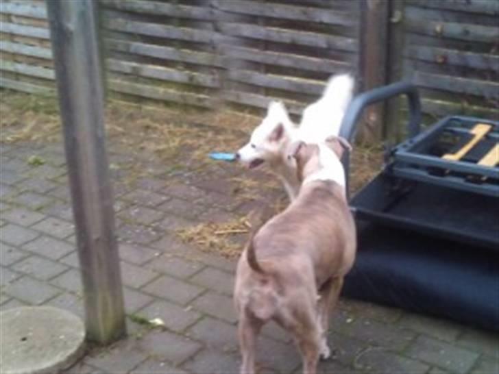 Samojedhund lady billede 4