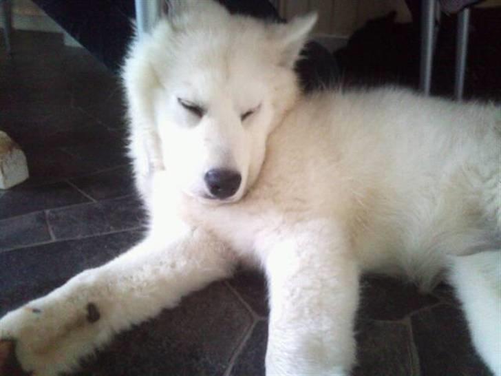 Samojedhund lady billede 5