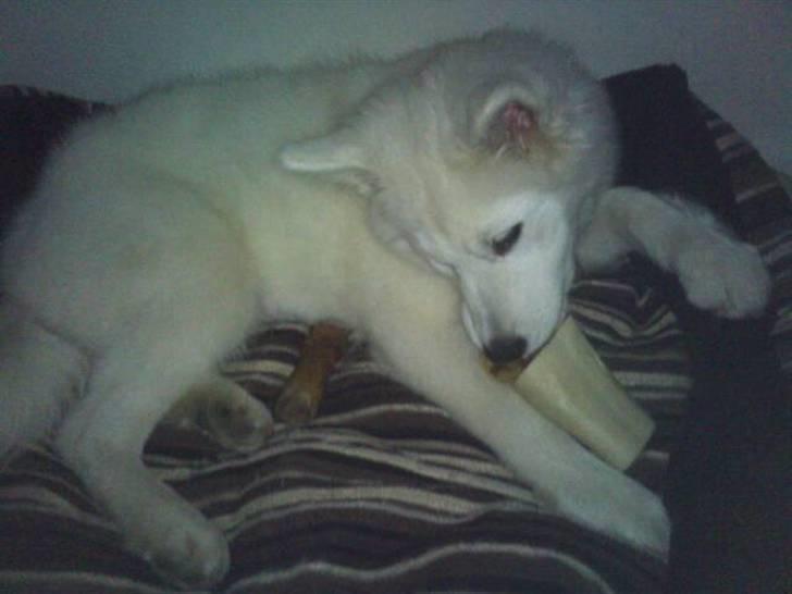 Samojedhund lady billede 6