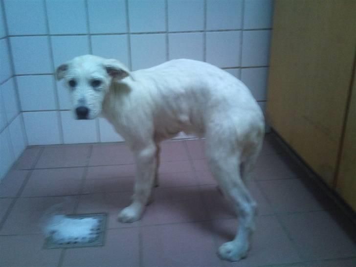 Samojedhund lady billede 7