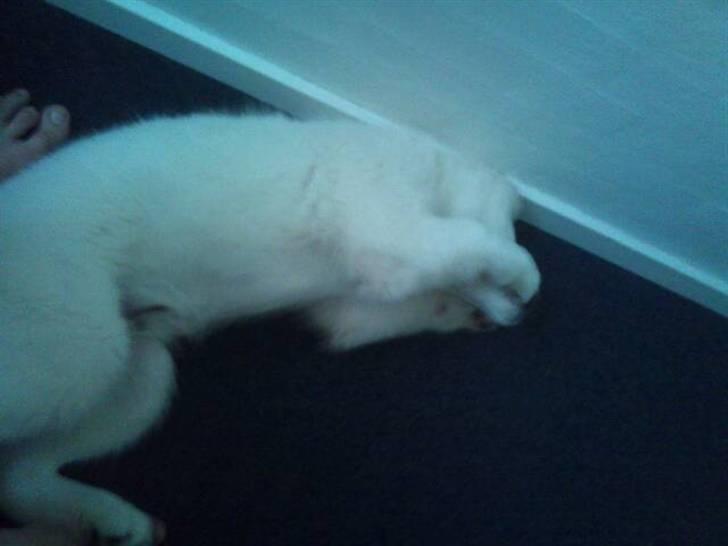 Samojedhund lady billede 8