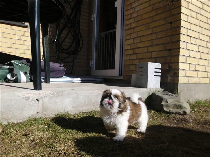 Shih tzu Bea aka Duracell, Bor hos min datter nu billede 1