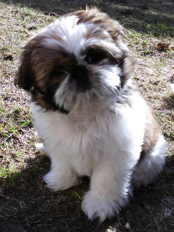 Shih tzu Bea aka Duracell, Bor hos min datter nu billede 2