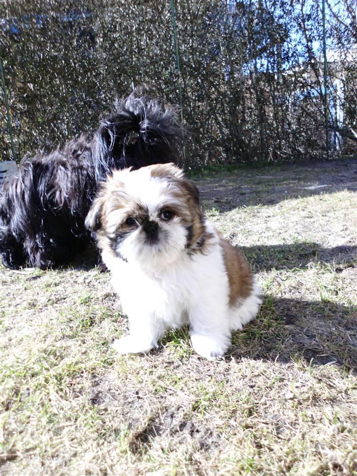 Shih tzu Bea aka Duracell, Bor hos min datter nu billede 3