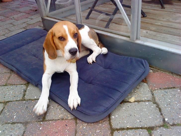 Beagle Amy billede 1