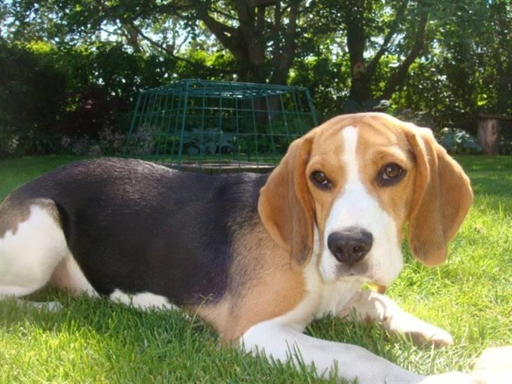 Beagle Amy billede 3