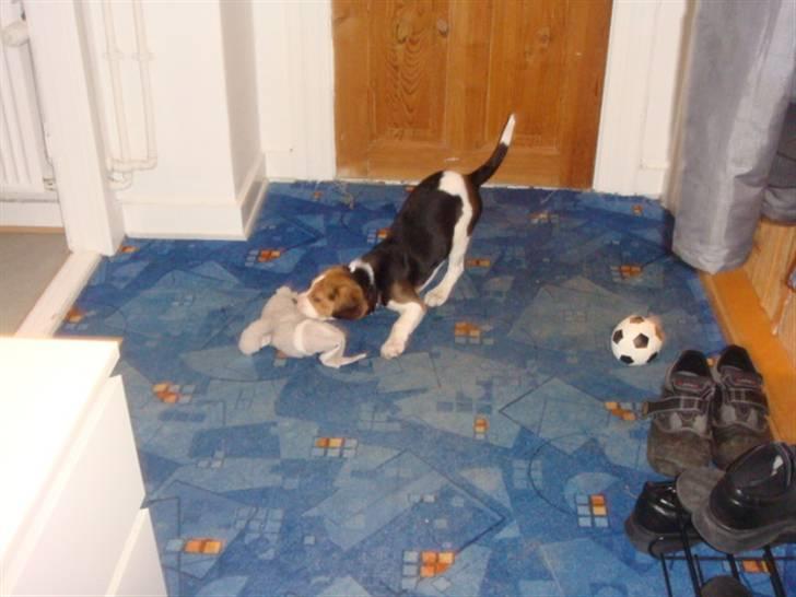 Beagle Amy billede 4