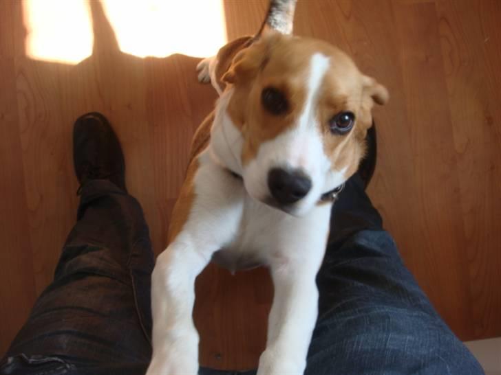 Beagle Amy billede 5