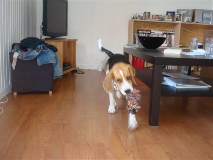 Beagle Amy billede 6