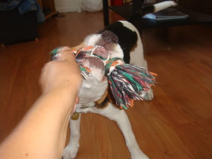 Beagle Amy billede 7