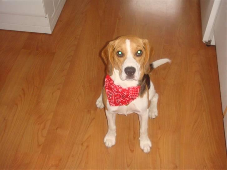 Beagle Amy billede 8