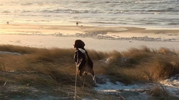 Beagle Balder billede 16