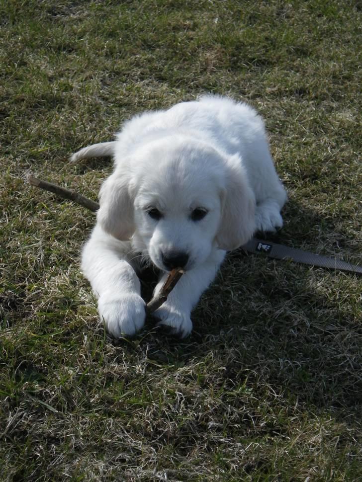 Golden retriever Cocio billede 1