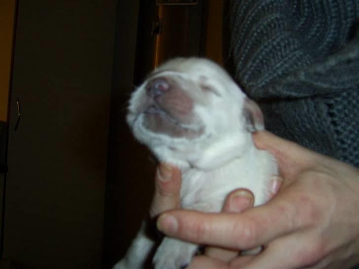 Golden retriever Cocio billede 2