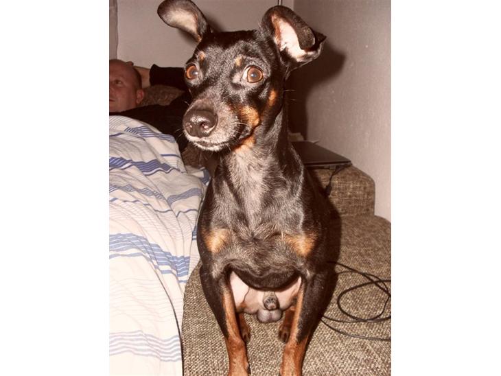 {{currentPhoto.altText}} billede {{currentPhoto.number}}