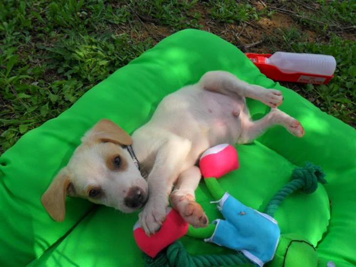 {{currentPhoto.altText}} billede {{currentPhoto.number}}