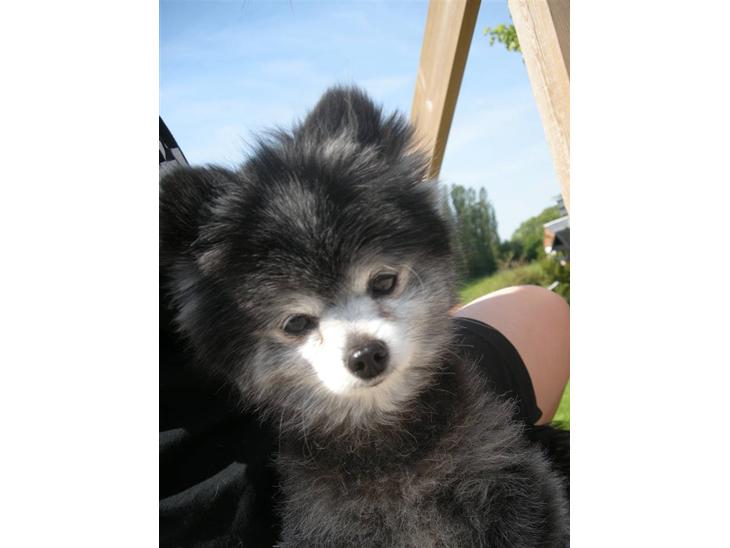 Pomeranian Toby, R.I.P min lille stjerne.  billede 1