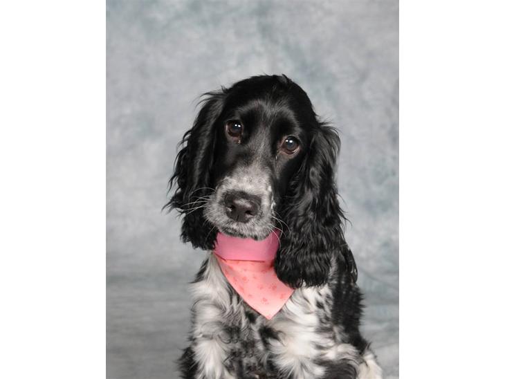 Cocker spaniel Leah billede 1
