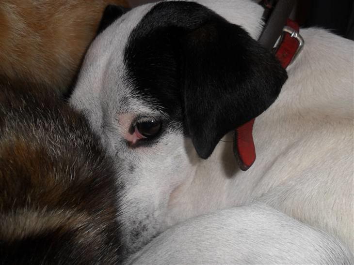 {{currentPhoto.altText}} billede {{currentPhoto.number}}