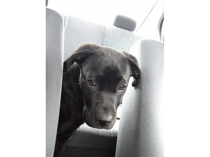 Labrador retriever Trille - Ude og kører bil :) billede 1