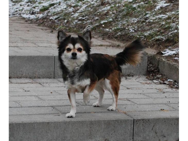 {{currentPhoto.altText}} billede {{currentPhoto.number}}