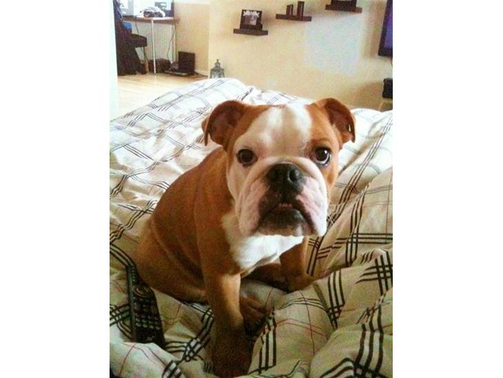 Engelsk bulldog R.I.P Emma billede 1