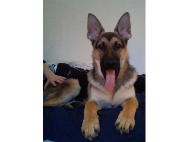 {{currentPhoto.altText}} billede {{currentPhoto.number}}