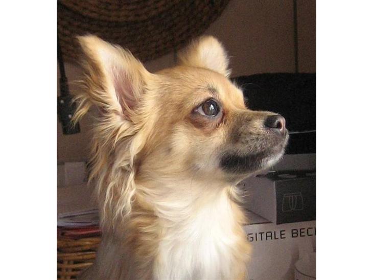 Chihuahua Ella - jeg er momsis stolthed billede 1