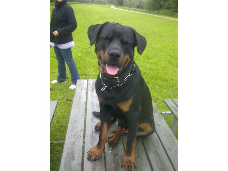 {{currentPhoto.altText}} billede {{currentPhoto.number}}