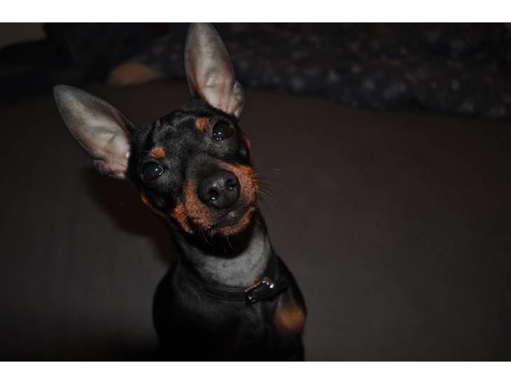 {{currentPhoto.altText}} billede {{currentPhoto.number}}