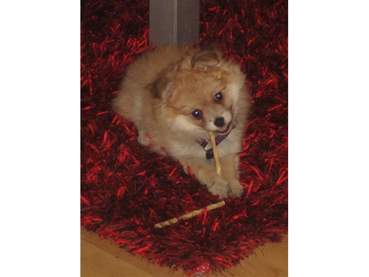 Blanding af racer Pomchi, Cookie - Cookie billede 1
