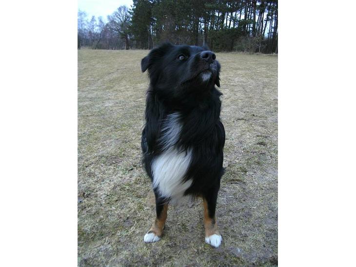 Blanding af racer Tobey - tobey med vind i ansigtet den 15/02/11 billede 1