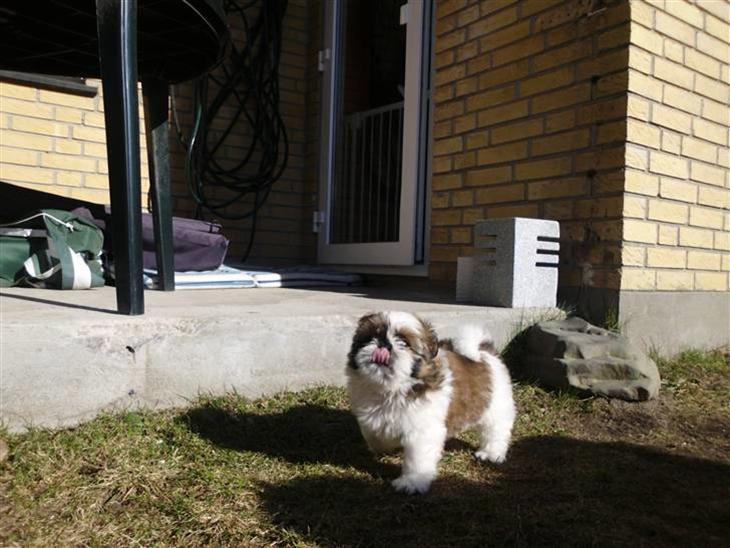 {{currentPhoto.altText}} billede {{currentPhoto.number}}