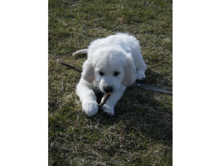 {{currentPhoto.altText}} billede {{currentPhoto.number}}