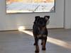 Dvaergpinscher Vedhauges O'Sally - Sally