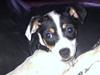 Dansk svensk gaardhund ¨˜”°º•MILLE•º°”˜¨